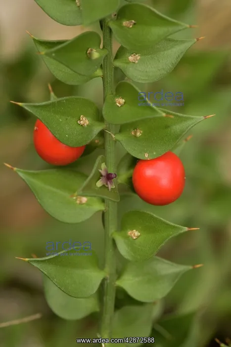 : Butcher's broom, in flower and fruit : Butcher's broom, in flower and fruit