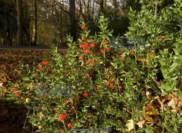 : Butcher's Broom - in flower and fruit, autumn : Butcher's Broom - in flower and fruit, autumn