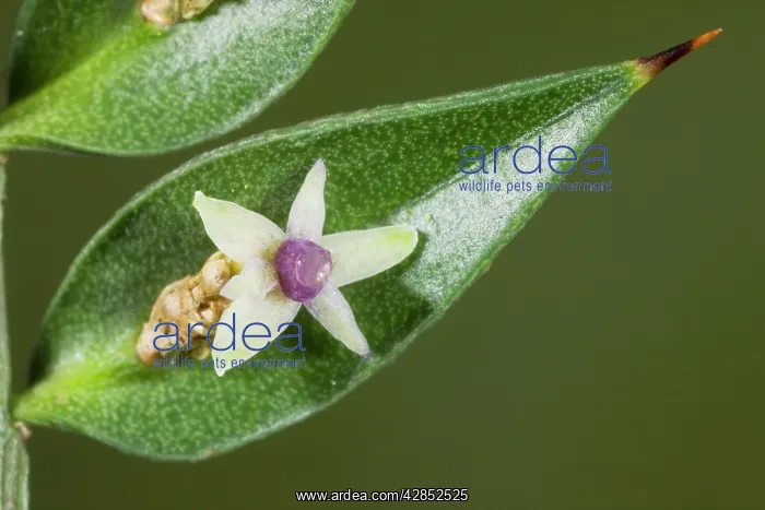 : Butcher's Broom - in flower and fruit, autumn; : Butcher's Broom - in flower and fruit, autumn;