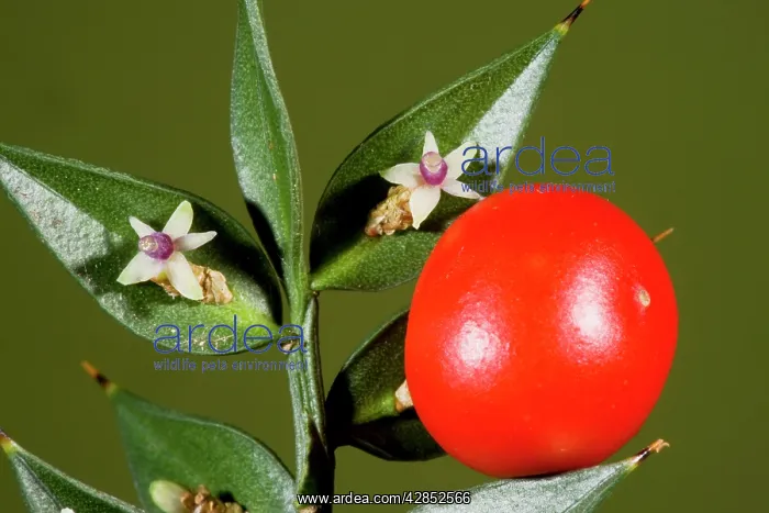 : Butcher's Broom - in flower and fruit, autumn : Butcher's Broom - in flower and fruit, autumn