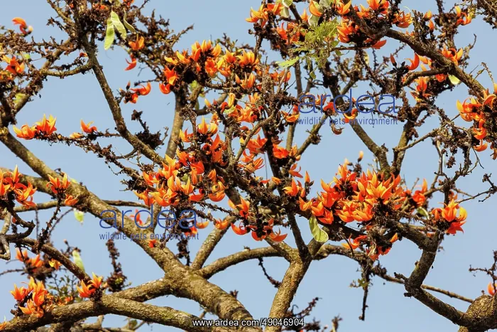 : Butea monosperma, forest flame or lacquer tree : Butea monosperma, forest flame or lacquer tree