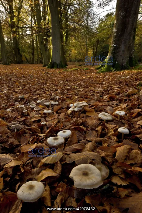 : Butter Cap fungi - in beech woodland : Butter Cap fungi - in beech woodland