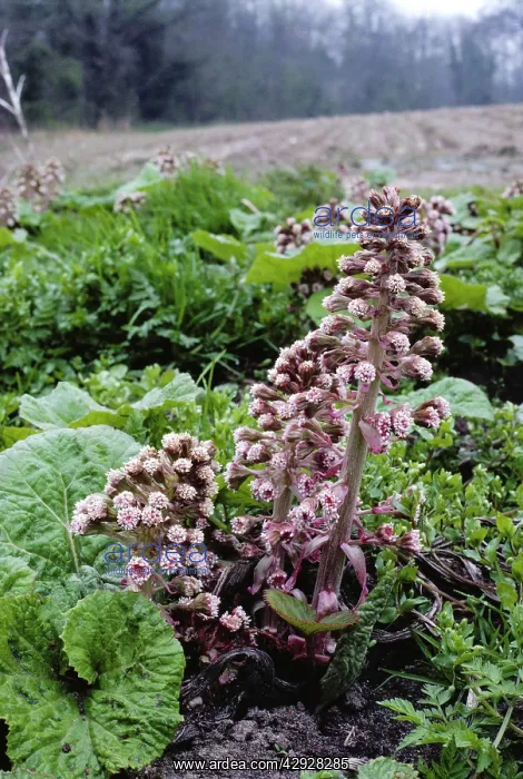  : BUTTERBUR (Petasites hybridus)