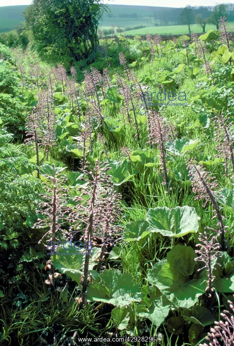  : BUTTERBUR (Petasites hybridus)