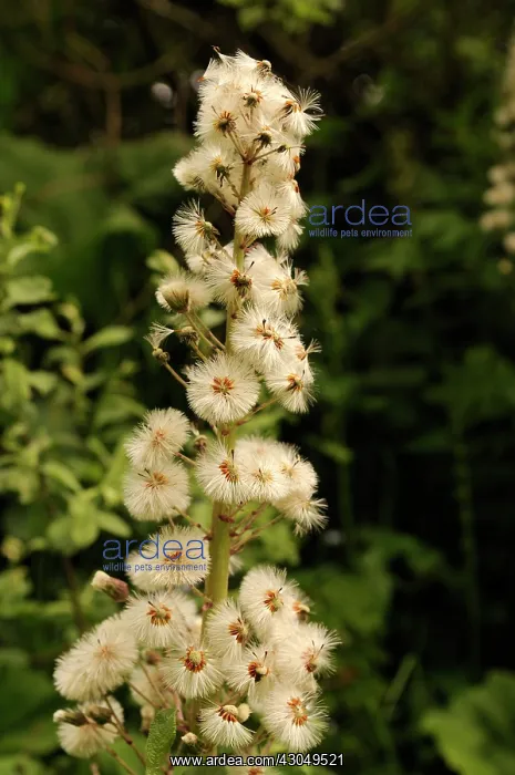 : Butterbur, Petasites hybridus : Butterbur, Petasites hybridus