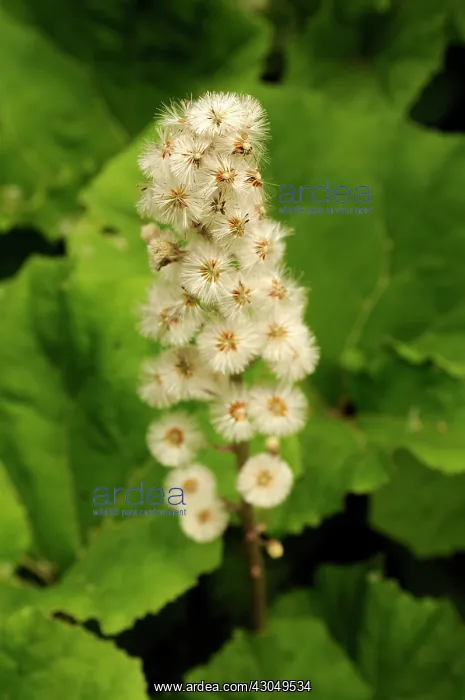 : Butterbur, Petasites hybridus : Butterbur, Petasites hybridus