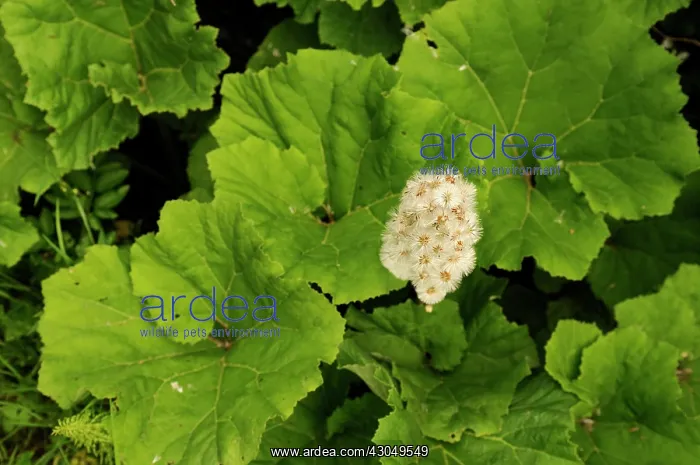: Butterbur, Petasites hybridus : Butterbur, Petasites hybridus