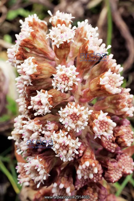 : Butterbur - Flowering plant : Butterbur - Flowering plant