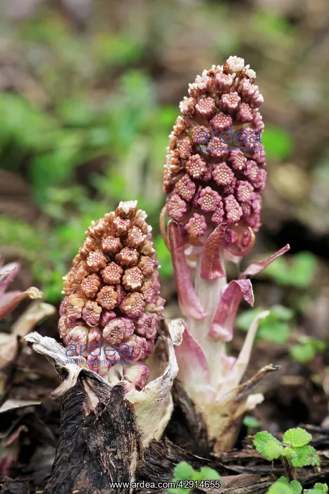 : Butterbur - Flowering plants : Butterbur - Flowering plants