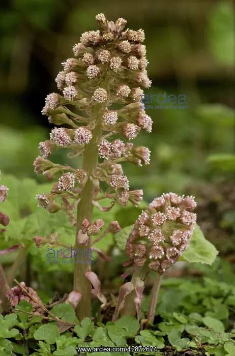 : Butterbur, male spikes in flower : Butterbur, male spikes in flower