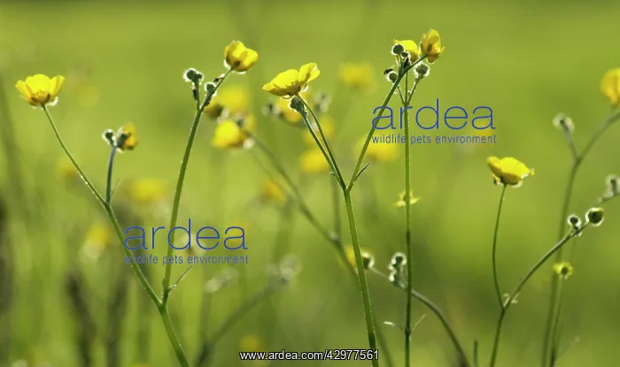 : Buttercup, Ranunculus acris : Buttercup, Ranunculus acris