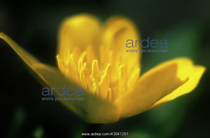 : Buttercup, Ranunculus acris : Buttercup, Ranunculus acris