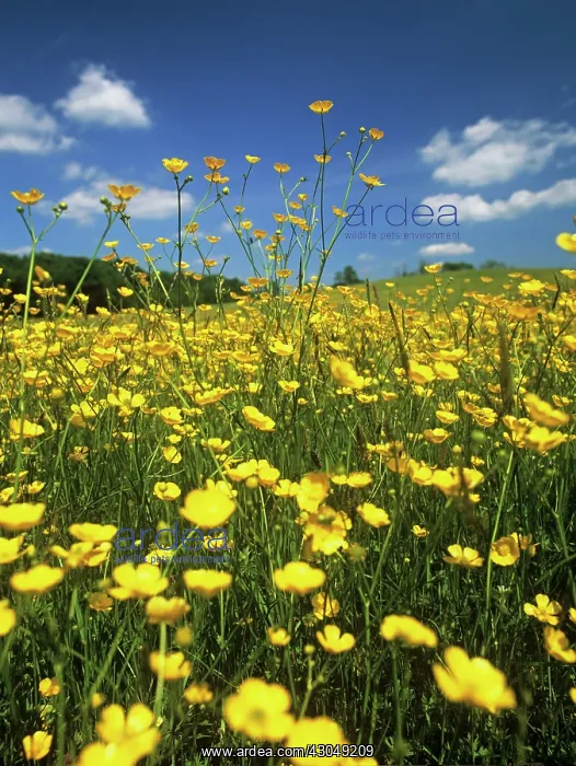 : Buttercup, Ranunculus acris : Buttercup, Ranunculus acris