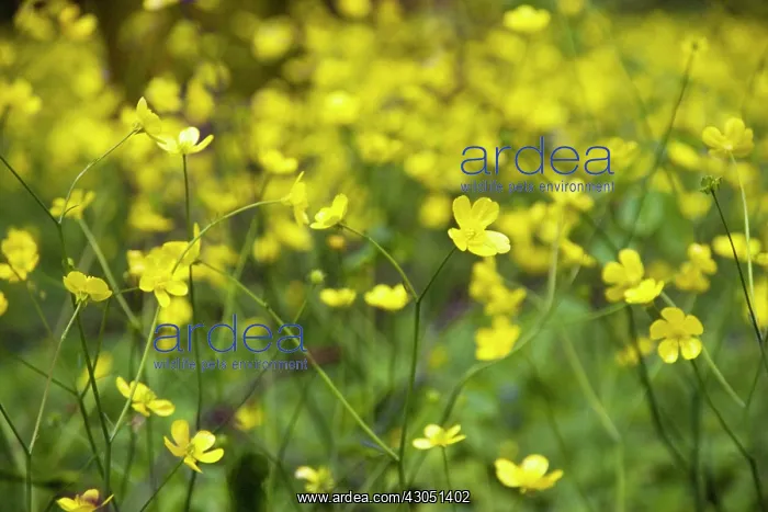 : Buttercup, Ranunculus acris : Buttercup, Ranunculus acris
