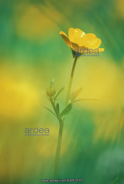 : Buttercup, Ranunculus acris : Buttercup, Ranunculus acris