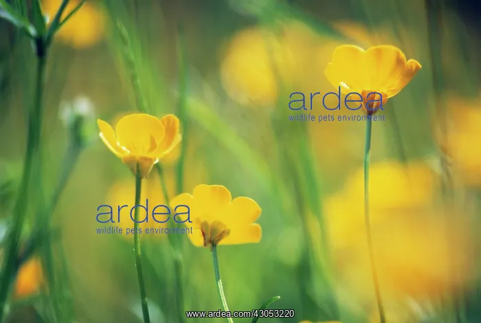 : Buttercup, Ranunculus acris : Buttercup, Ranunculus acris