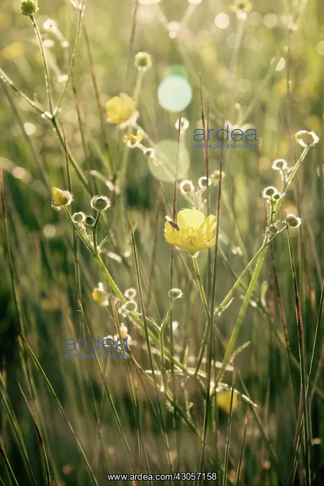 : Buttercup, Ranunculus acris : Buttercup, Ranunculus acris