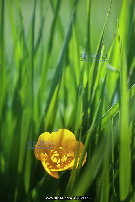 : Buttercup, Creeping buttercup, Rananculus repens : Buttercup, Creeping buttercup, Rananculus repens