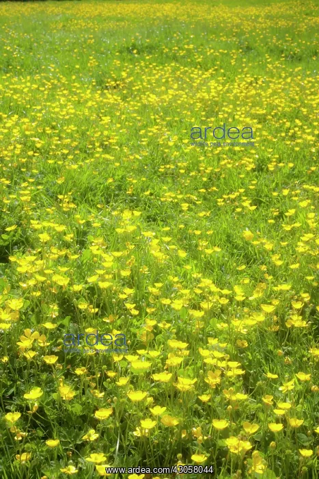 : Buttercup, Creeping buttercup, Rananculus repens : Buttercup, Creeping buttercup, Rananculus repens