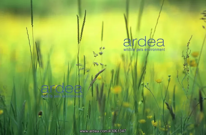 : Buttercup, Ranunculus acris : Buttercup, Ranunculus acris