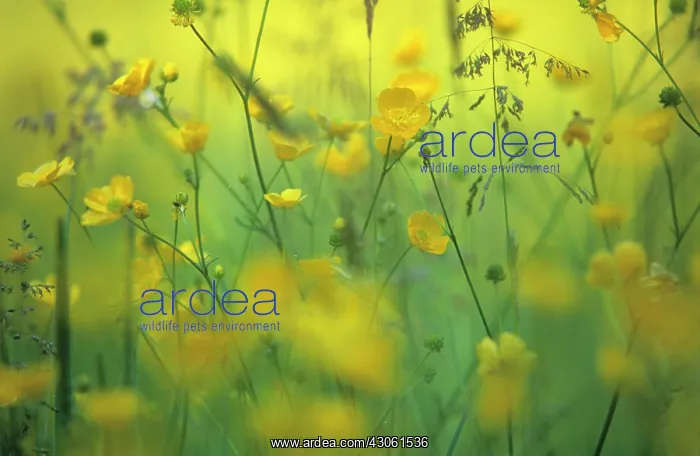 : Buttercup, Ranunculus acris : Buttercup, Ranunculus acris