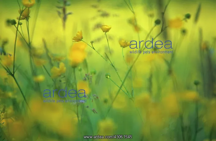 : Buttercup, Ranunculus acris : Buttercup, Ranunculus acris