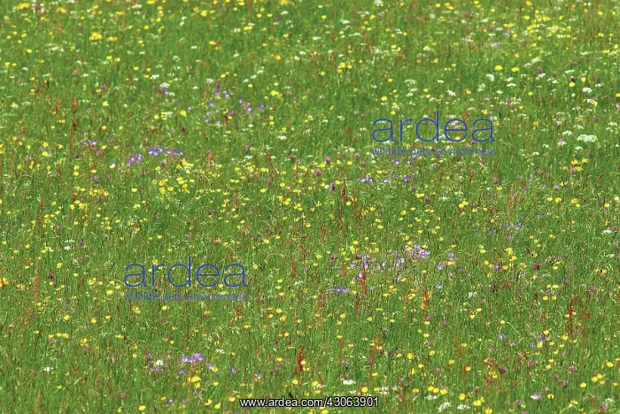 : Buttercup, Ranunculus acris : Buttercup, Ranunculus acris