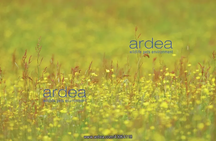 : Buttercup, Ranunculus acris : Buttercup, Ranunculus acris