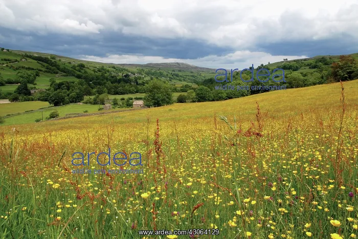 : Buttercup, Ranunculus acris : Buttercup, Ranunculus acris