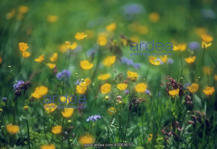 : Buttercup, Ranunculus surbicus : Buttercup, Ranunculus surbicus