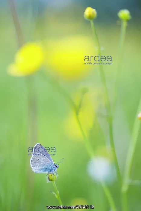 : Buttercup. Mazarine Blue (Cyaniris semiargus) in a field with Buttercups (Ranunculus) : Buttercup. Mazarine Blue (Cyaniris semiargus) in a field with Buttercups (Ranunculus)