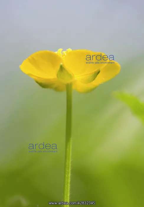 : Buttercup Flower : Buttercup Flower