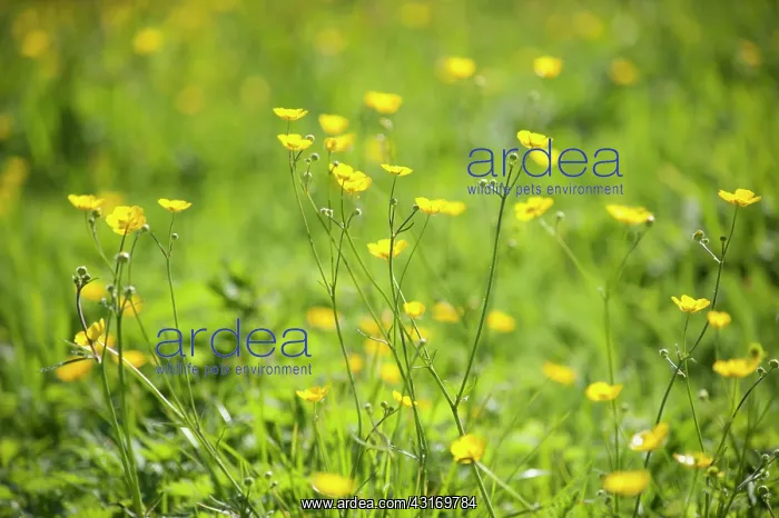 : Buttercup, Meadow buttercup, Ranunculus acris growing in a g : Buttercup, Meadow buttercup, Ranunculus acris growing in a g