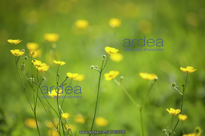 : Buttercup, Meadow buttercup, Ranunculus acris growing in a g : Buttercup, Meadow buttercup, Ranunculus acris growing in a g
