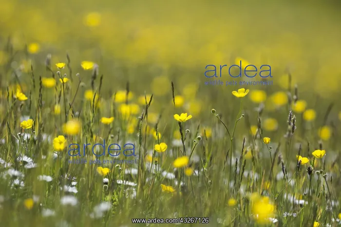 : Buttercup, Ranunculus acris, Yellow subject : Buttercup, Ranunculus acris, Yellow subject