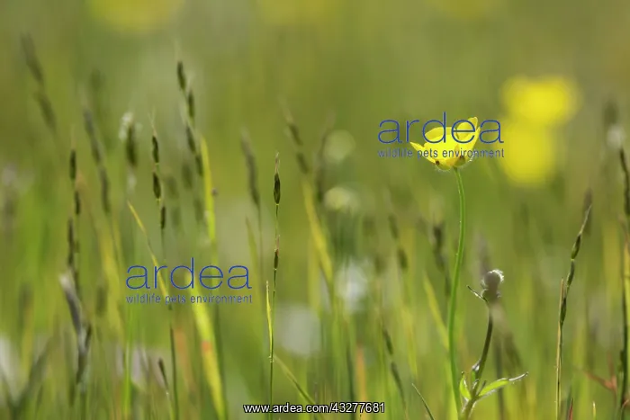 : Buttercup, Ranunculus acris, Yellow subject : Buttercup, Ranunculus acris, Yellow subject