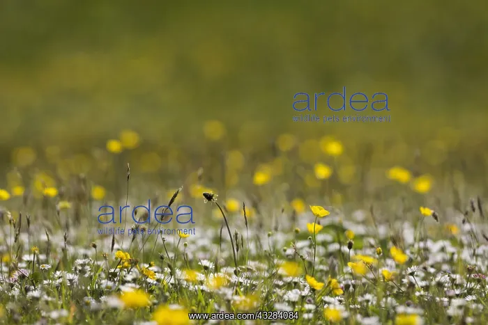 : Buttercup, Ranunculus acris, Yellow subject : Buttercup, Ranunculus acris, Yellow subject