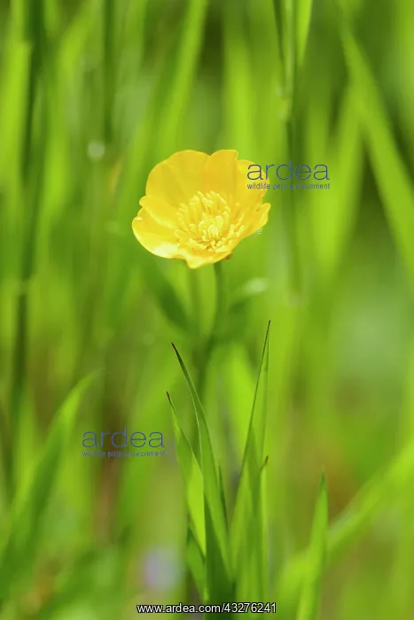 : Buttercup, Ranunculus acris, Yellow subject, Green : Buttercup, Ranunculus acris, Yellow subject, Green