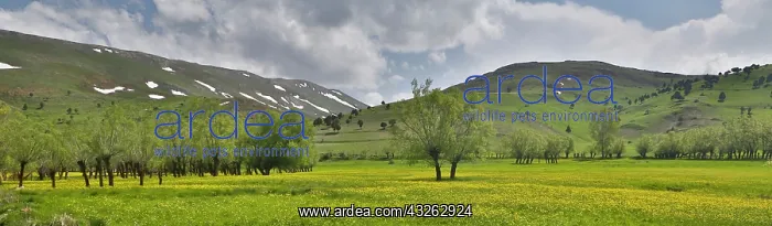 : Buttercups in field, valley, surrounded : Buttercups in field, valley, surrounded