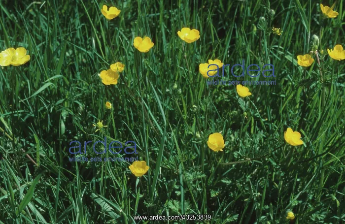 : Buttercups in flower : Buttercups in flower