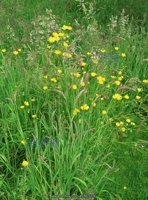 : BUTTERCUPS and grasses - in an old, overgrown lawn : BUTTERCUPS and grasses - in an old, overgrown lawn