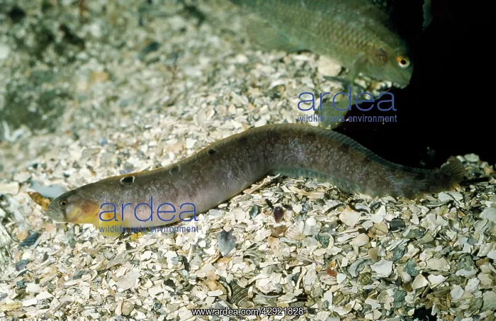 : BUTTERFISH / Gunnel : BUTTERFISH / Gunnel