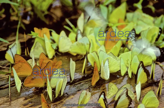 : Butterflies : Butterflies