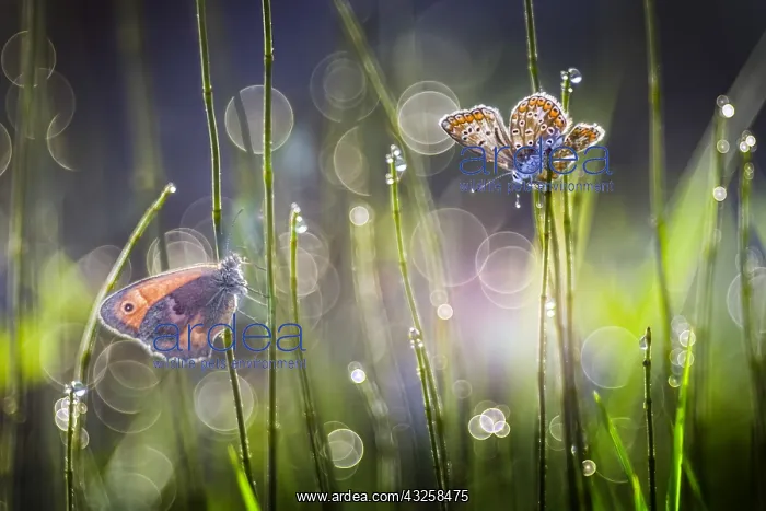 : Two butterflies among the dew of the grass, Italy : Two butterflies among the dew of the grass, Italy