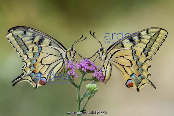 : Two butterflies on a flower - Two podalirius on : Two butterflies on a flower - Two podalirius on