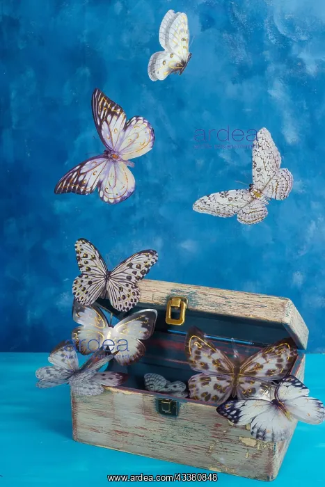 : Butterflies flying out of an antique wooden ches : Butterflies flying out of an antique wooden ches