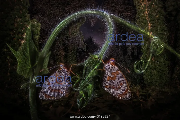 : Two butterflies Fritillary (Melitaea sp) resting : Two butterflies Fritillary (Melitaea sp) resting