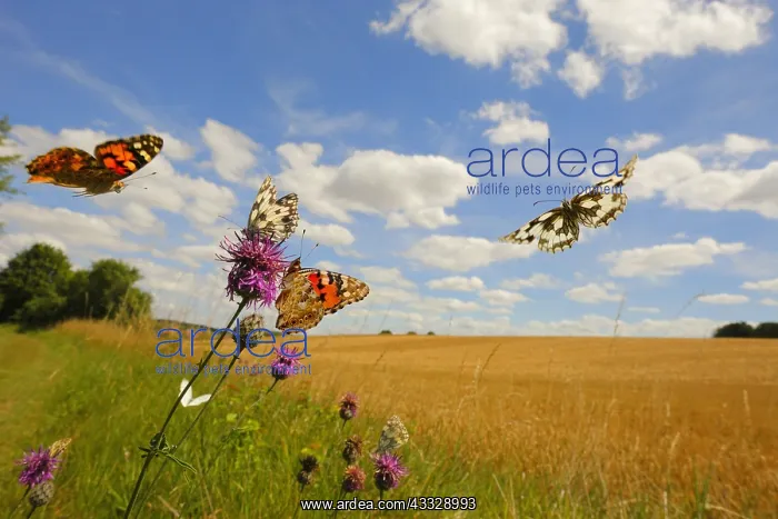  : Butterflies Painted lady (Cynthia cardui) and Marbled