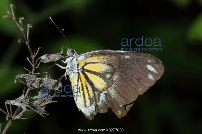 : Butterfliy in flight - West Bali National Park, near Menjang : Butterfliy in flight - West Bali National Park, near Menjang