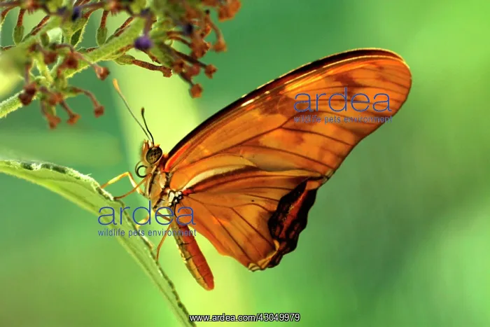 : Butterfly : Butterfly